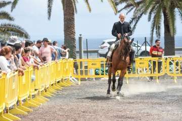 Más de 900 animales en la Feria de Ganado de Gran Canaria (Foto TA)